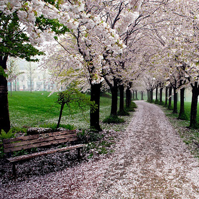 Mùa xuân ở công viên Spencer Smith, thành phố Burlington, tỉnh Ontario, Canada.
