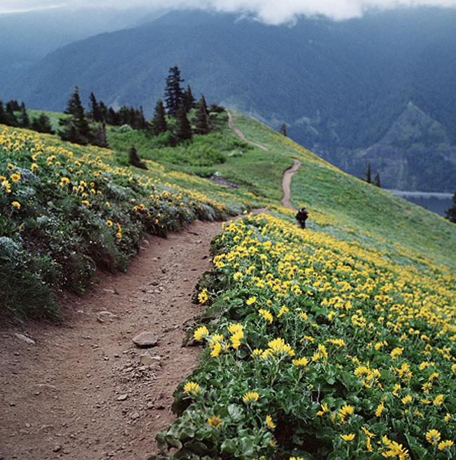 Mùa xuân ở núi Dog, bang Washington, Mỹ.
