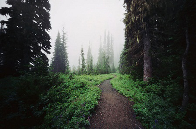 Đường mòn trên núi Rainier, bang Washington, Mỹ.
