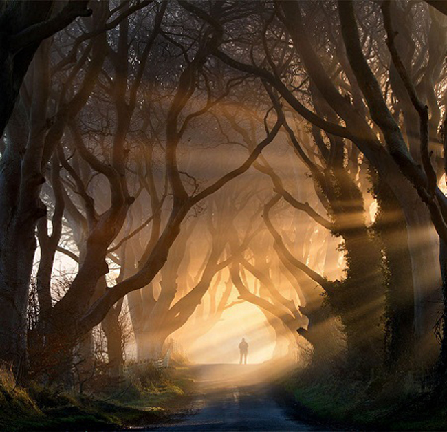 Đường mòn băng rừng lúc hoàng hôn ở Ireland.
