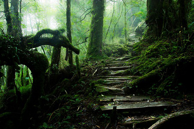 Đường mòn trên núi Thái Bình - Đài Loan.
