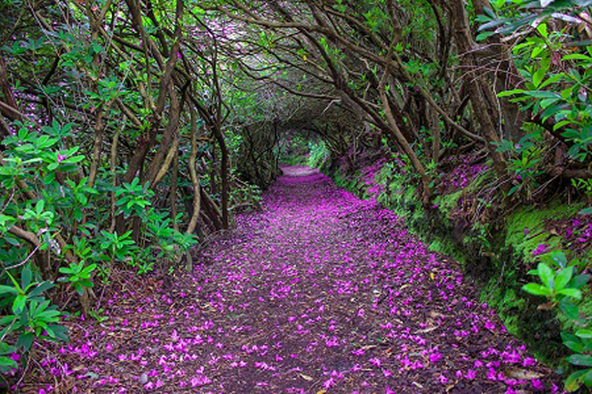 “Con đường đỗ quyên” trong công viên Reenagross, thị trấn Kenmare, Ireland.
