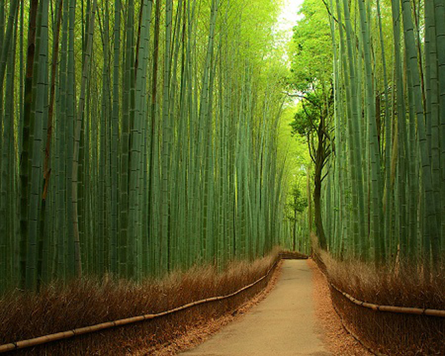Lối đi trong rừng trúc ở Kyoto, Nhật Bản.
