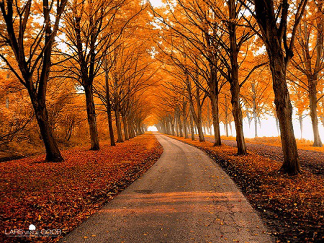 Con đường mùa thu rợp lá phong đỏ.
