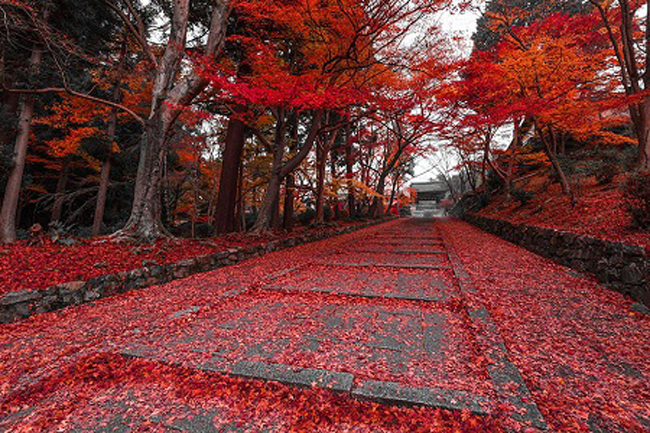 Một con đường độ thu về ở Kyoto, Nhật Bản.
