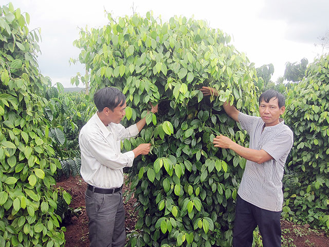 Những tỷ phú “vàng đen” trên đất Tây Nguyên - 2