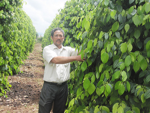 Những tỷ phú “vàng đen” trên đất Tây Nguyên - 3