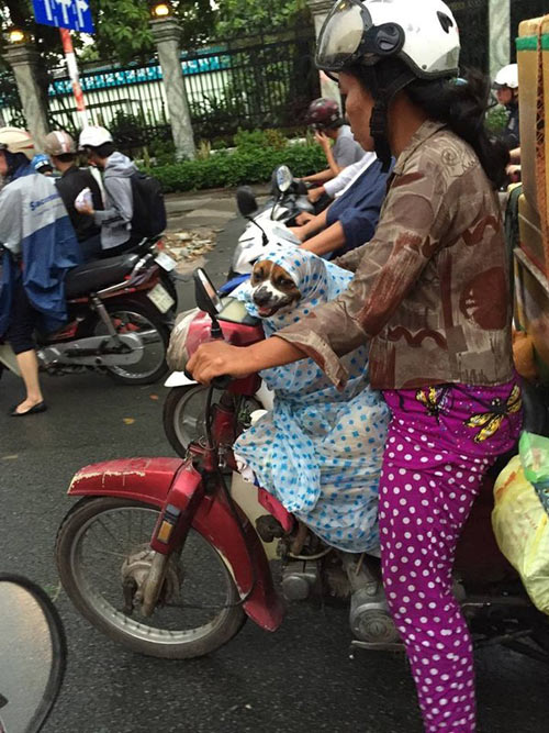 Người phụ nữ nhường áo mưa cho chó khiến dân mạng cảm động - 1