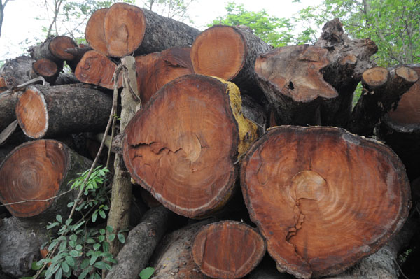 Tiếp tục đấu giá gỗ cây xanh, HN thu gần 400 triệu đồng - 1