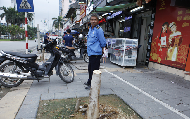 Chùm ảnh hàng cây lát hoa mới trồng trên đường Nguyễn Chí Thanh - 9