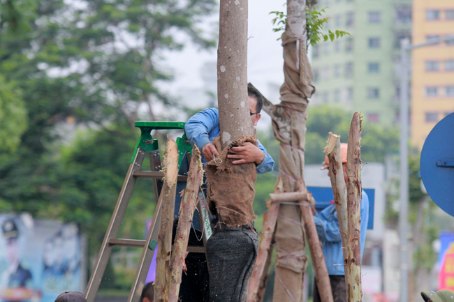 Chùm ảnh hàng cây lát hoa mới trồng trên đường Nguyễn Chí Thanh - 4