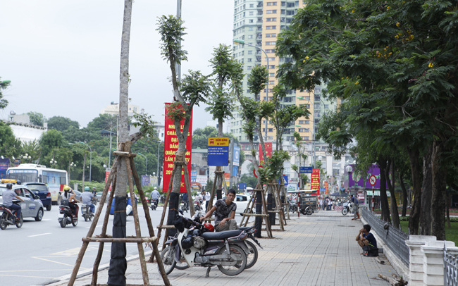 Chùm ảnh hàng cây lát hoa mới trồng trên đường Nguyễn Chí Thanh - 8