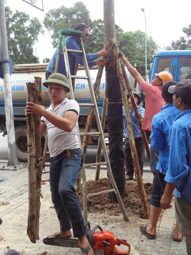 Chùm ảnh hàng cây lát hoa mới trồng trên đường Nguyễn Chí Thanh - 2