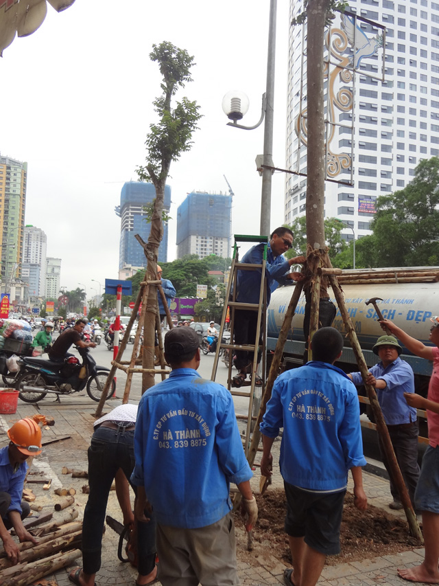 Chùm ảnh hàng cây lát hoa mới trồng trên đường Nguyễn Chí Thanh - 5