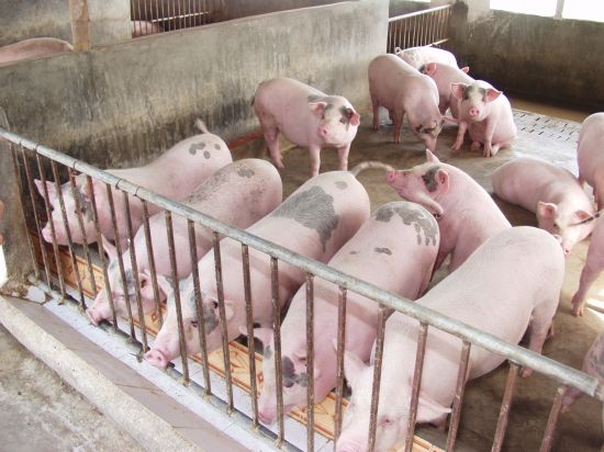 Gom lợn bán sang Trung Quốc đẩy giá thịt lợn tăng - 1