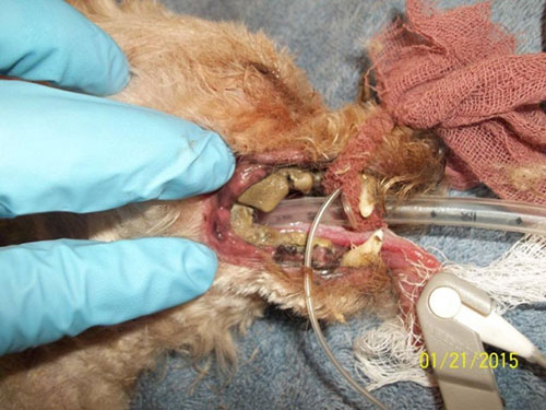 Cứu chú chó bị cụt chân và hoại tử răng suốt 10 năm - 2