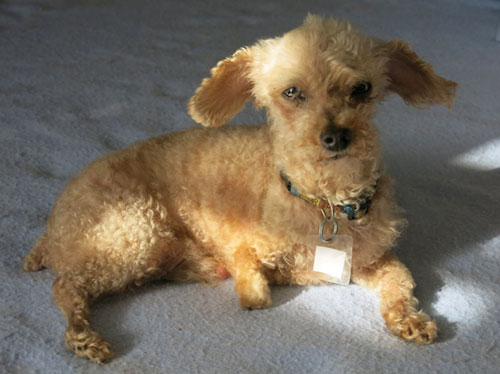 Cứu chú chó bị cụt chân và hoại tử răng suốt 10 năm - 3