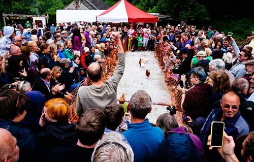 Cuộc thi gà chạy nước rút độc nhất vô nhị ở Anh - 3