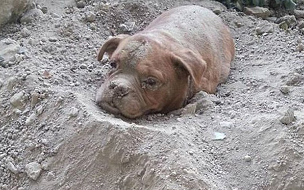 Pháp: Chó bị chủ chôn sống khiến dư luận phẫn nộ - 1
