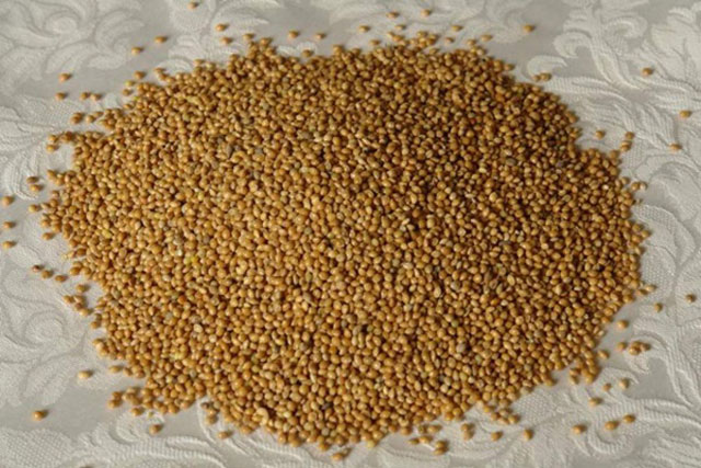 Nhận diện 4 loại "cây tỷ đô" du nhập về Việt Nam - 12
