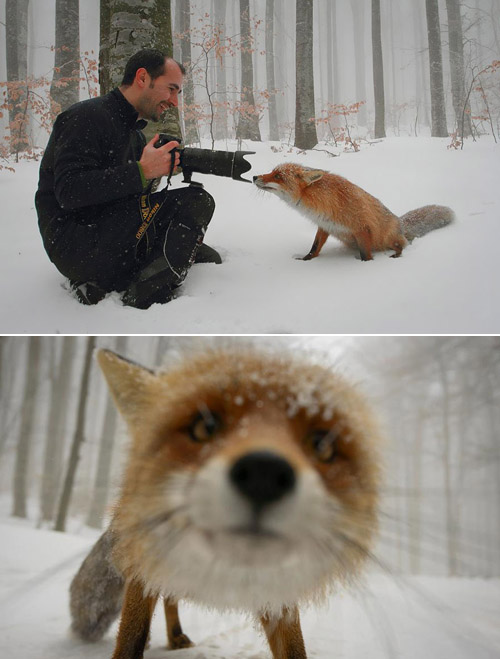 Khi động vật trở thành nhiếp ảnh gia siêu đáng yêu - 5