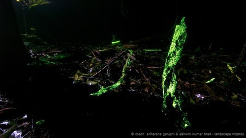 Kỳ lạ khu rừng phát sáng trong đêm ở Ấn Độ - 1