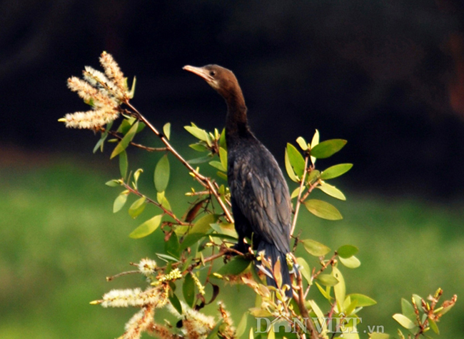 Với diện tích gần 7.500ha nằm trong vùng đất Đồng Tháp Mười, Vườn quốc gia Tràm Chim còn được xem là một trong 8 khu vực bảo tồn các loài chim quan trọng nhất của Việt Nam, nhất là loại sếu đầu đỏ mỗi năm có khoảng 100 con bay về cư ngụ và tìm mồi củ năng để ăn.
