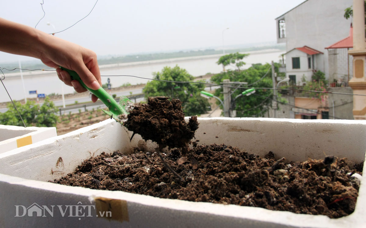 "Bí kíp luyện" chanh, dưa, ổi… trĩu trịt quả trong thùng xốp - 3