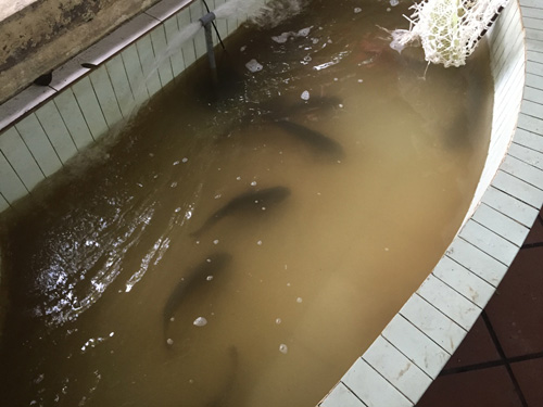 Bia hơi, phở bò “bủa vây” Bảo tàng Lịch sử Quốc gia - 7