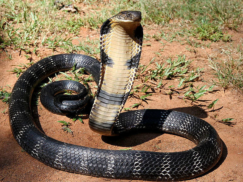 5 loài rắn khổng lồ nhất Ấn Độ - 1