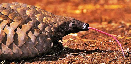 Bắt vụ vận chuyển hơn 40kg vảy tê tê qua đường hàng không - 2