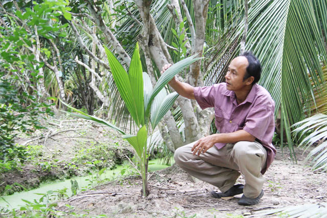 Đặc sản dừa sáp Cầu Kè thơm ngon gần triệu đồng một cây giống - 3