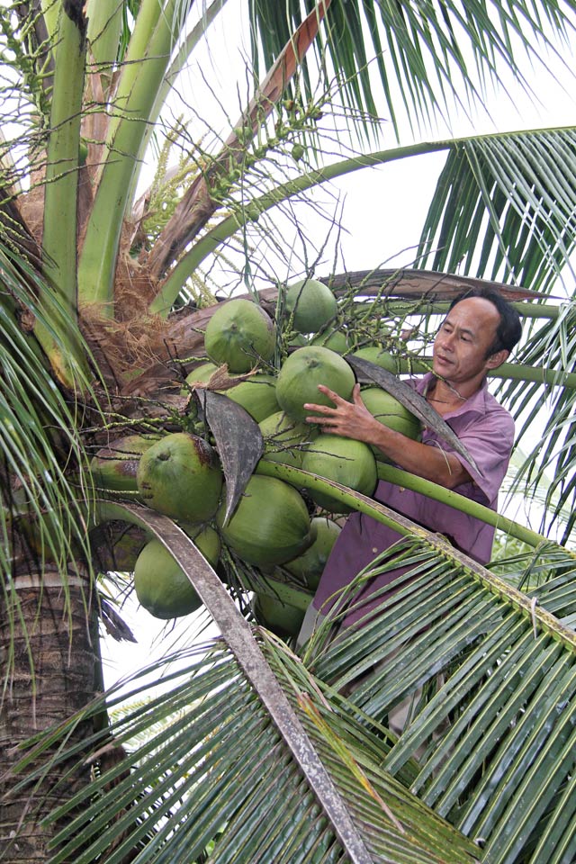 Đặc sản dừa sáp Cầu Kè thơm ngon gần triệu đồng một cây giống - 6