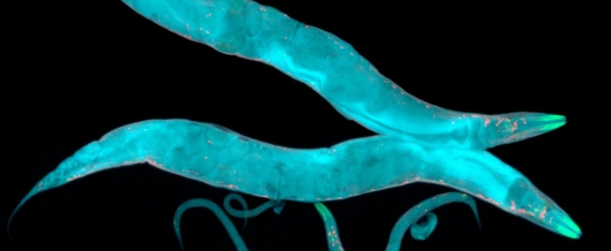 Sắp tìm ra phương pháp giúp con người bất tử - 2