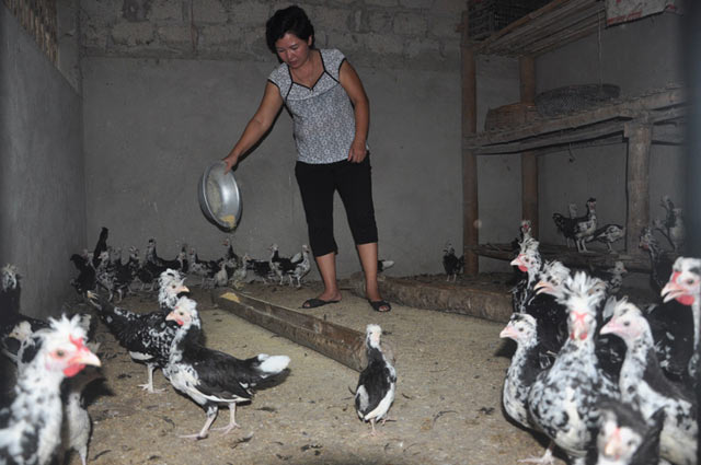 Trang trại nuôi chim, gà quý hiếm của nữ tỷ phú Tây Bắc - 2
