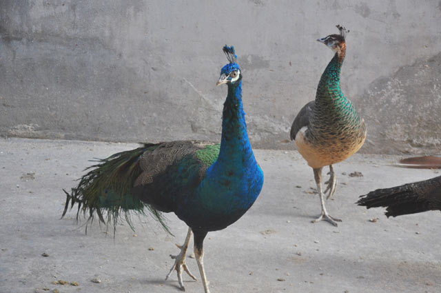 Trang trại nuôi chim, gà quý hiếm của nữ tỷ phú Tây Bắc - 6