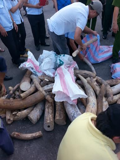 Đà Nẵng: Phát hiện hơn 2 tấn ngà voi nhập lậu từ Nigeria - 1