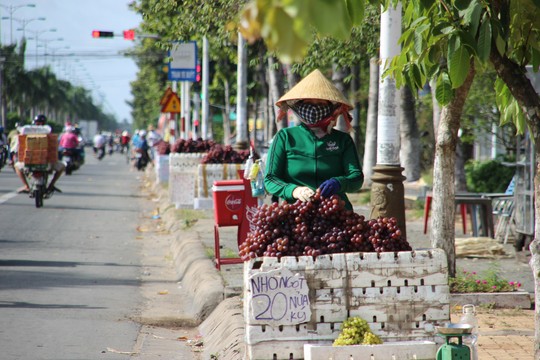 Nho Trung Quốc đội lốt nho Mỹ bán dọc miền Tây - 3