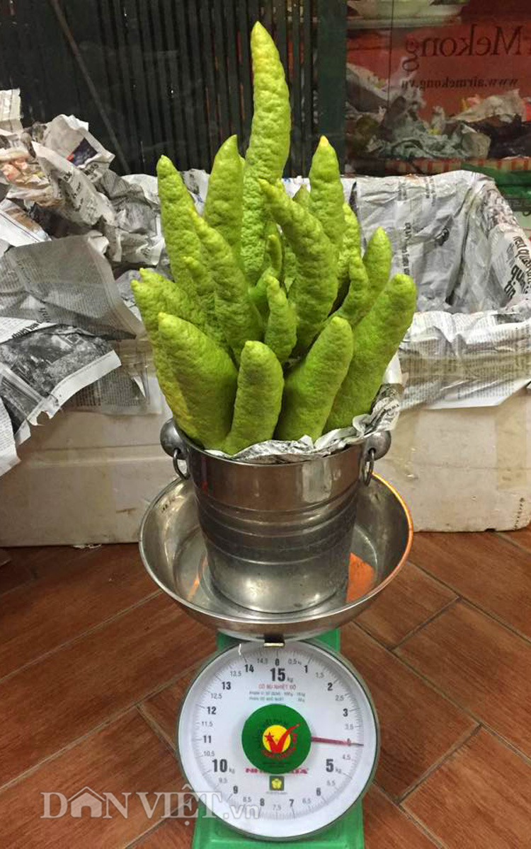 Phật thủ giá trăm nghìn đắt hàng trước rằm tháng Bảy - 15