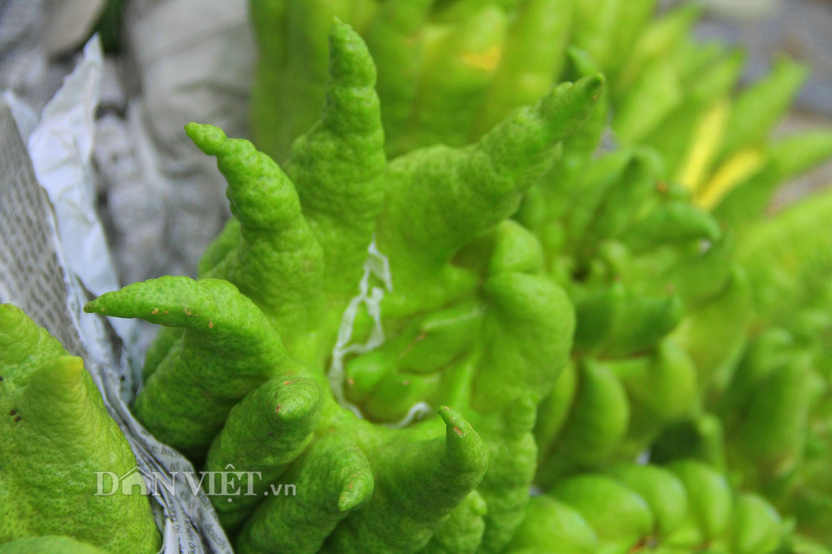 Phật thủ giá trăm nghìn đắt hàng trước rằm tháng Bảy - 9