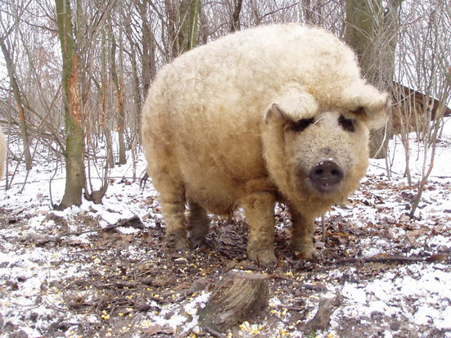Lợn Mangalaica sở hữu một bộ lông "khủng", cực dày và ấm. Điều này giúp nó chống chọi với mùa đông lạnh giá tại châu Âu.