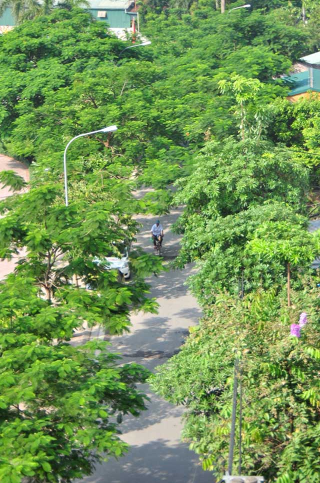 Ngắm phố mới mang tên Nguyễn Đình Thi, Trịnh Công Sơn ở HN - 11