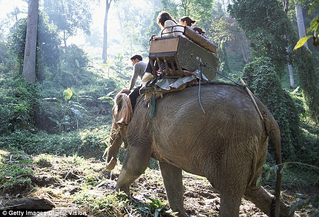 Thái Lan: Quật chết quản tượng, voi cõng du khách vào rừng - 1