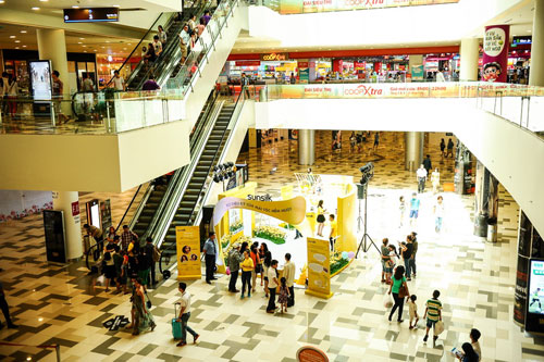 Mát mắt vườn hoa Trà my vàng rực tại Vivo City - 10