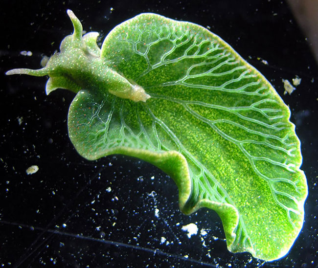 Sên lá biển (Elysia Chlorotica) có khả năng tự sản xuất thức ăn bằng cách quang hợp. Các sắc tố màu xanh lá cây bên trong cơ thể chúng chính là chất diệp lục, sắc tố được tìm thấy trong cây xanh sử dụng để hấp thụ năng lượng ánh sáng để quang hợp. Tuy nhiên sên lá biển không tạo ra chất diệp lục, chúng được lấy từ tảo.