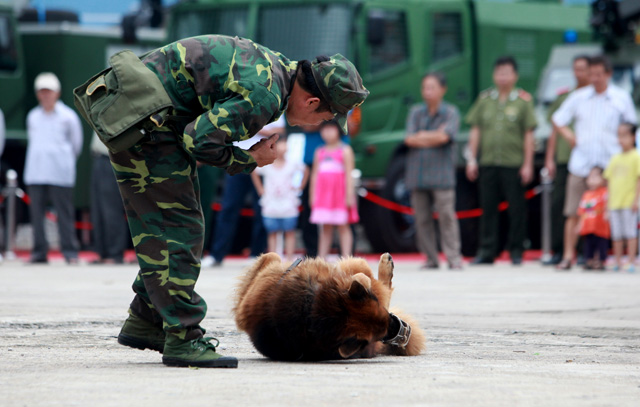 Xem chó nghiệp vụ tìm ma túy, đánh hơi người ở Thủ đô - 5