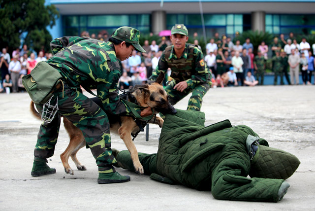 Xem chó nghiệp vụ tìm ma túy, đánh hơi người ở Thủ đô - 7