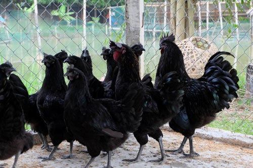 “Sốt” giống gà đen 50 triệu đồng/con có ở VN - 1