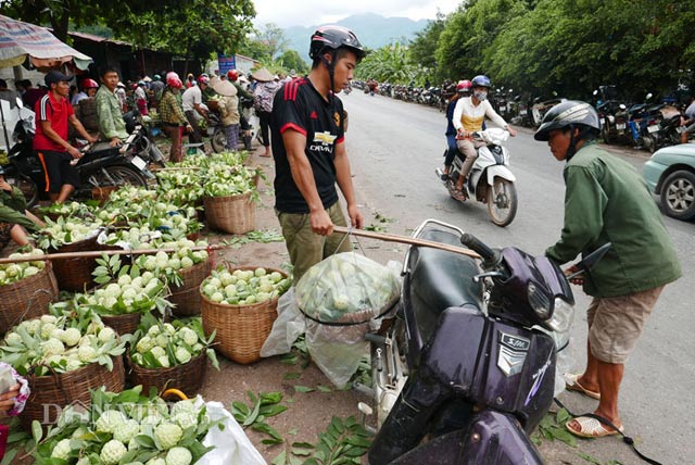 Tấp nập chợ na lớn nhất miền Bắc dài cả cây số - 4
