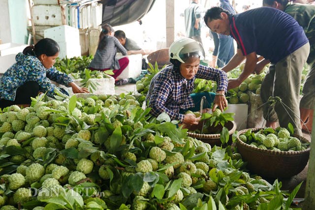 Tấp nập chợ na lớn nhất miền Bắc dài cả cây số - 2